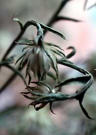 Withered 02