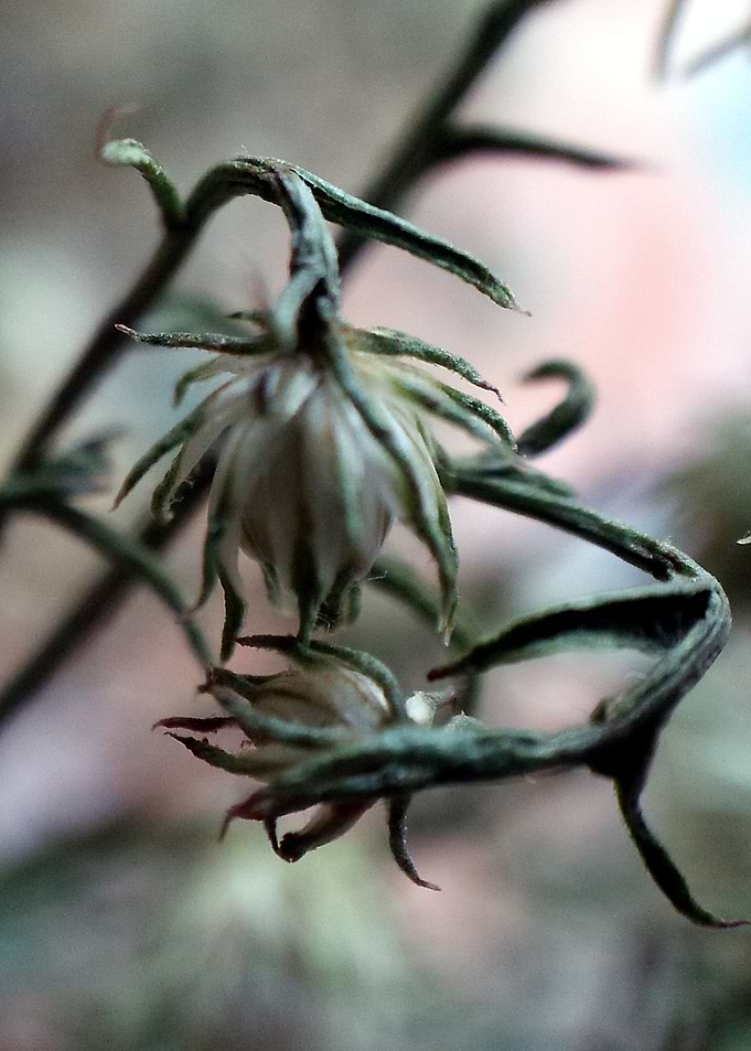 Withered 02