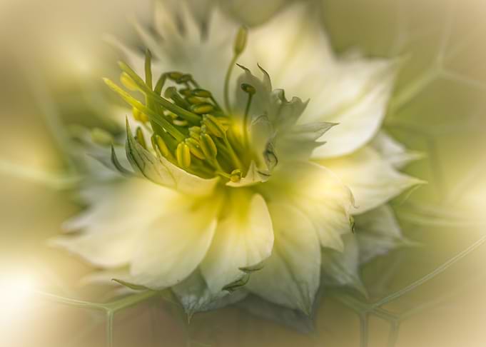 white flower