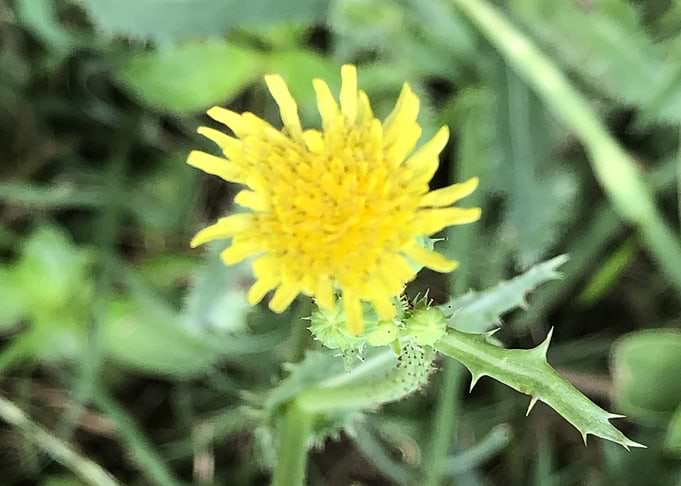 Yellow Weed