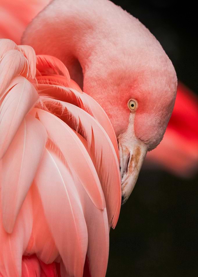 Pink birdie