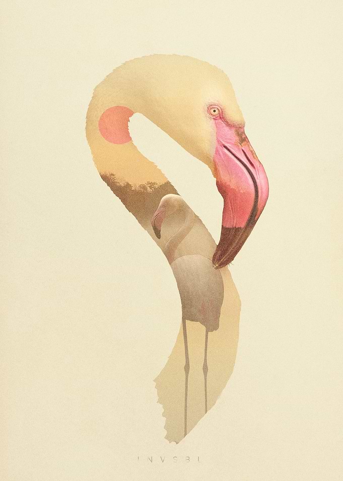 White Flamingo