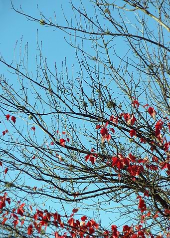 Winters Autumn 2