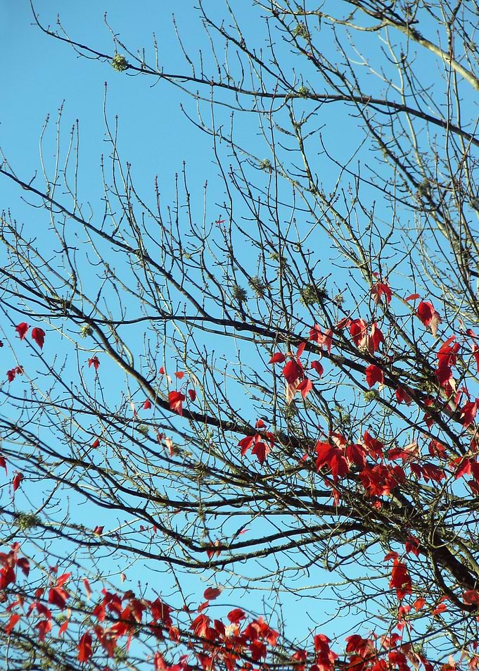 Winters Autumn 2