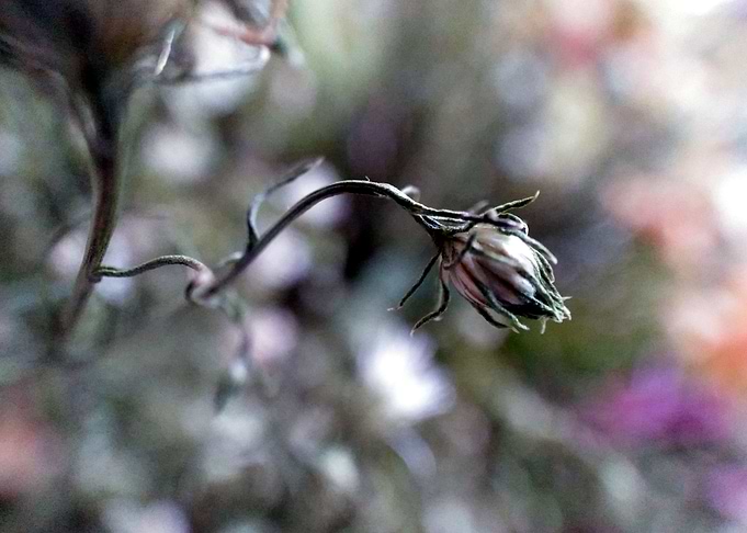 Withered 01