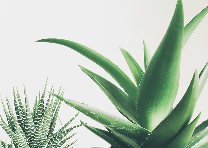 Succulents