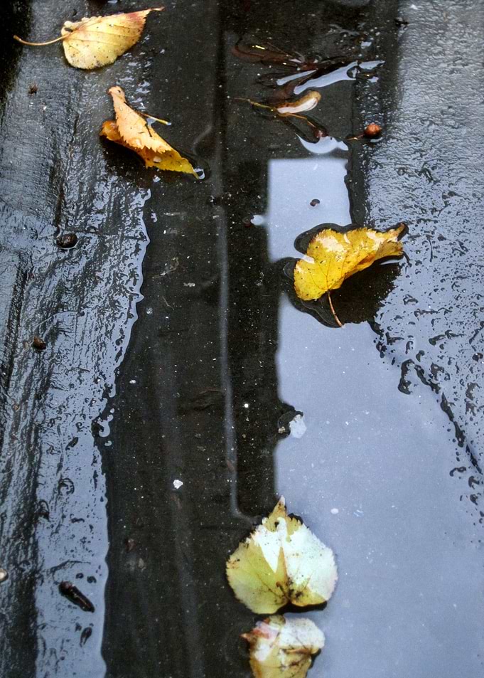 Floating Autumn Leaves