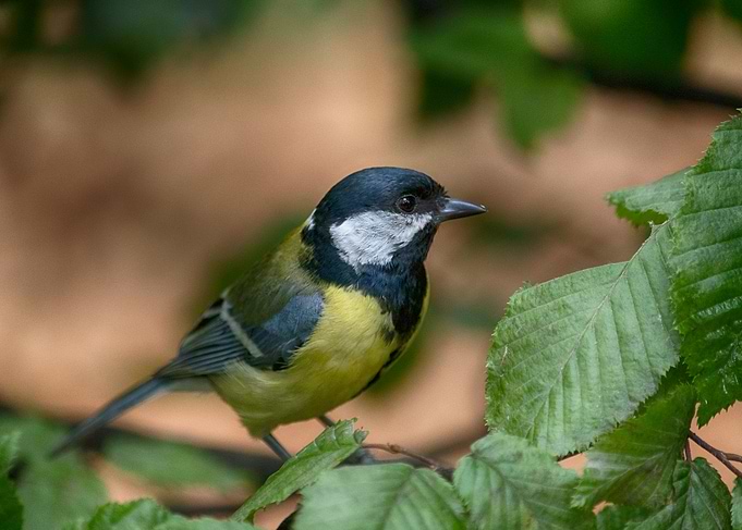 Bird