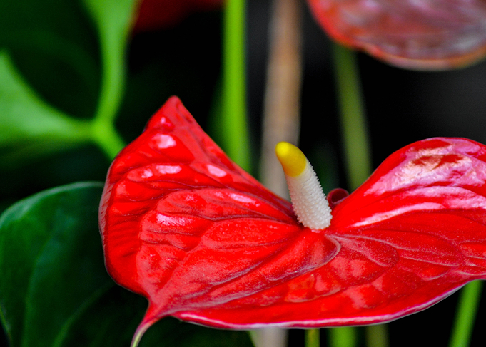 Honey Flower