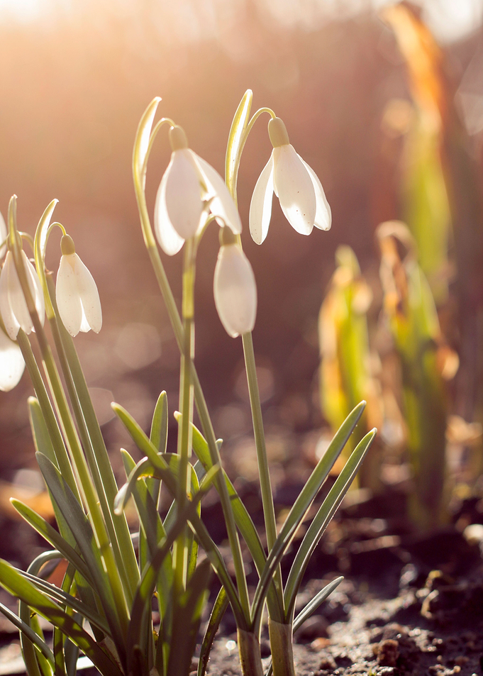 Snowdrops