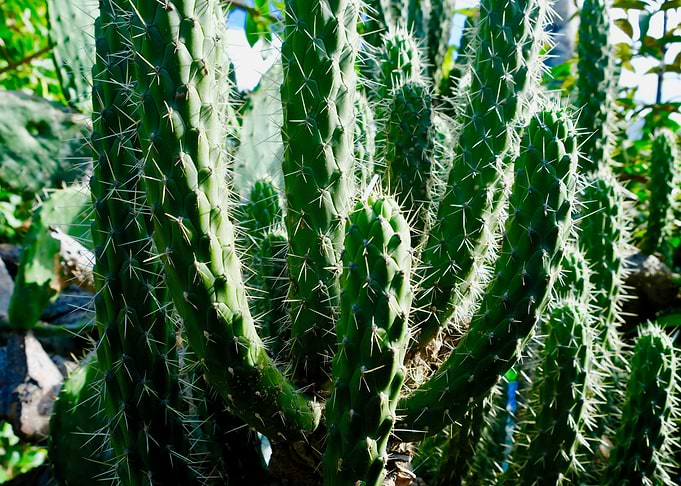 PRICKLY
