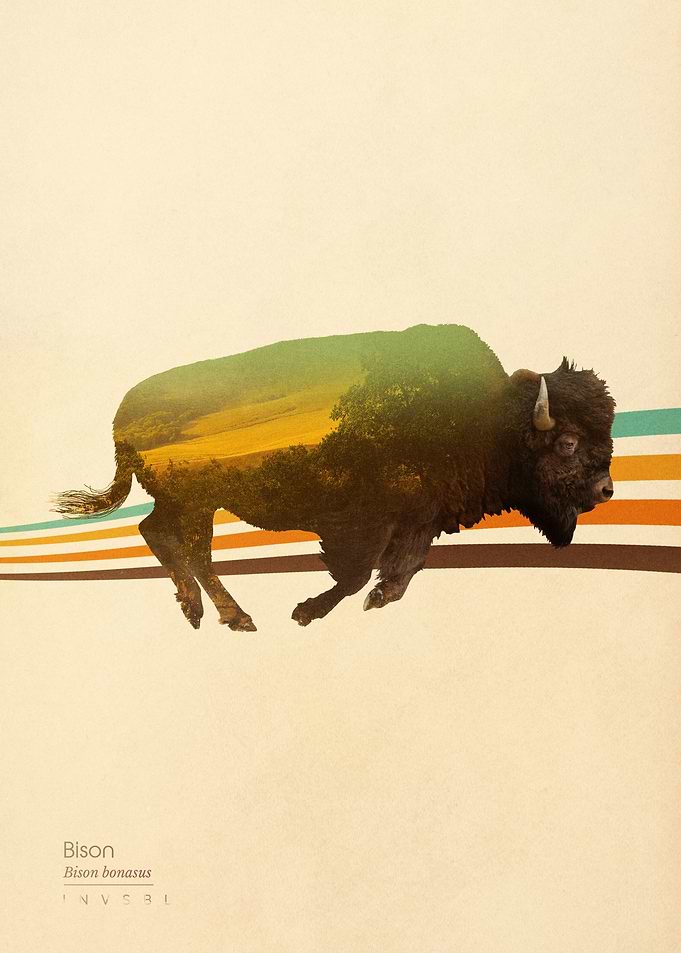 Bison