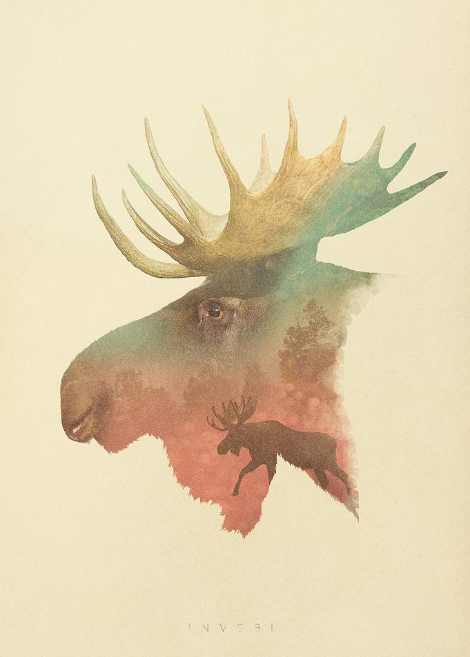 Bull Moose