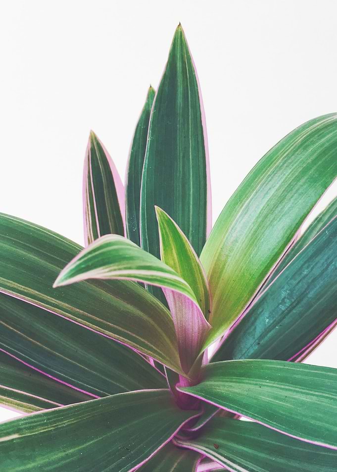 Oyster Plant