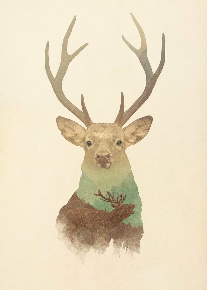 Stag