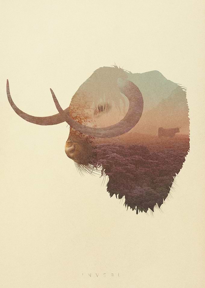 Highland Bull
