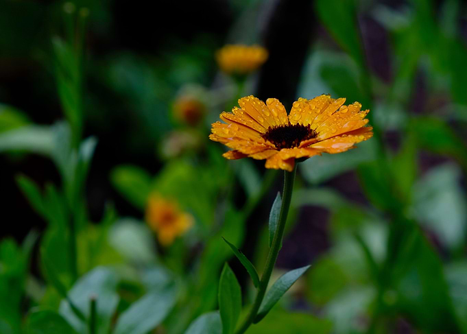 Daisy Drops