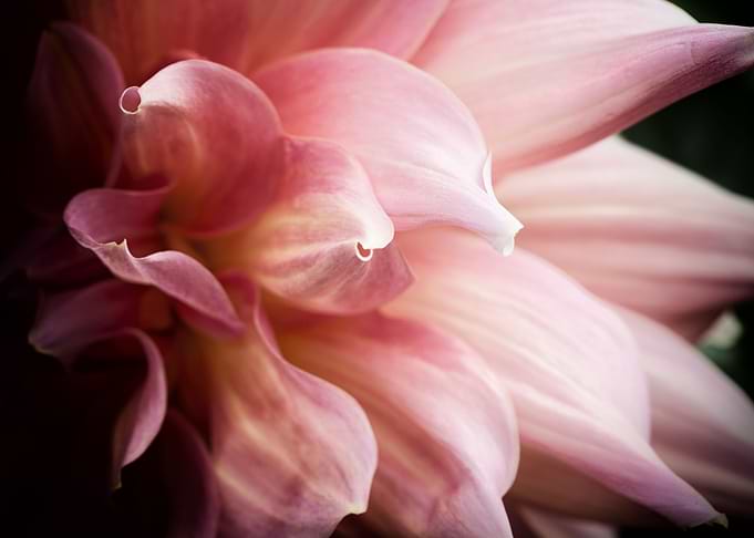 Pastel Pink Dahlia