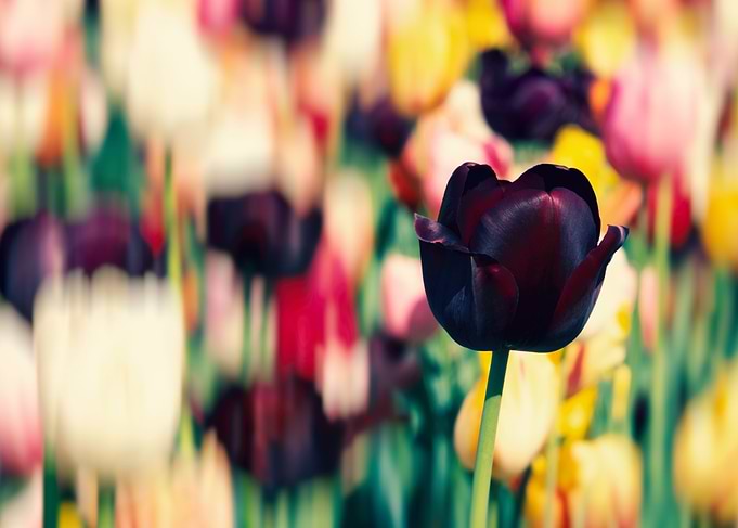 Deep Violet Tulip