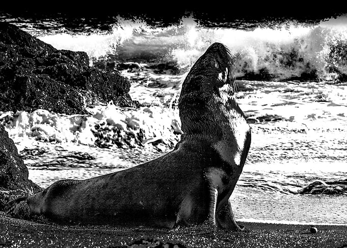 Black seal