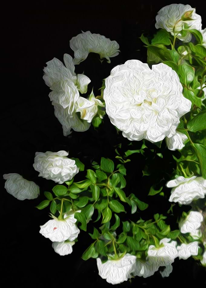 Only roses