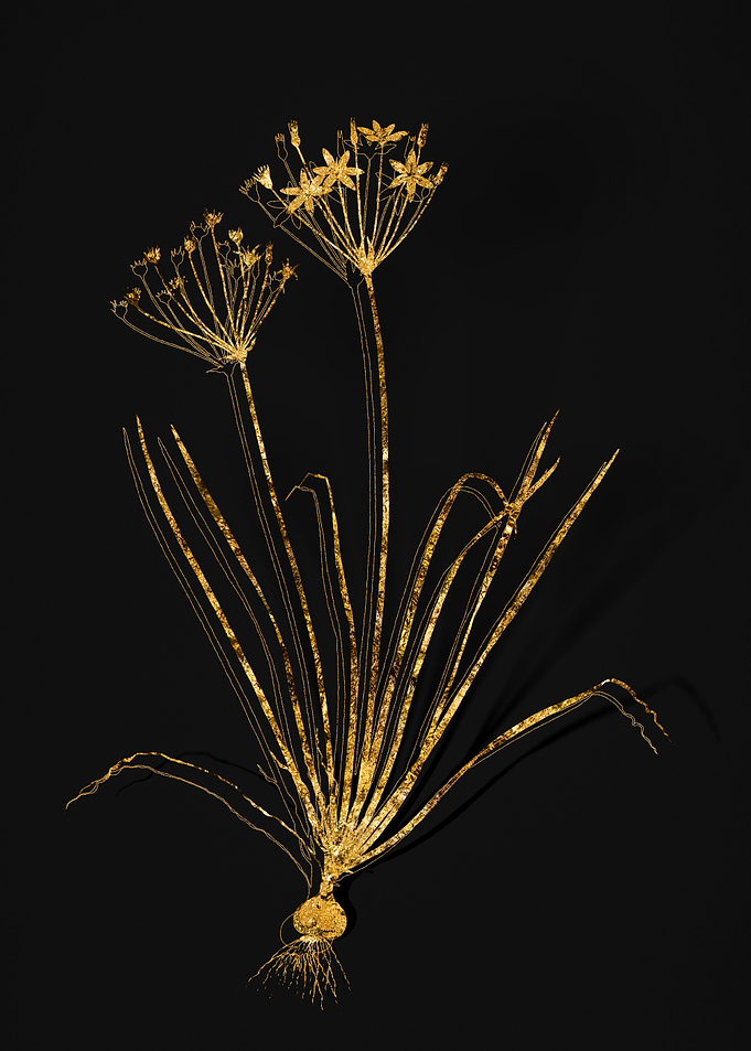 Gold Flora on Black