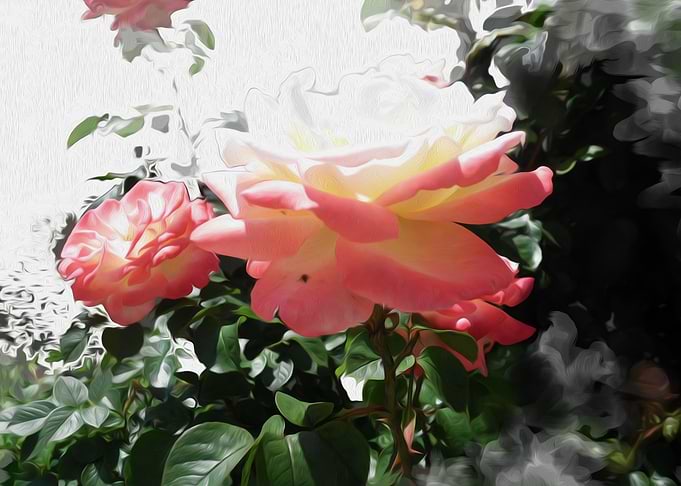 Rose garden fog