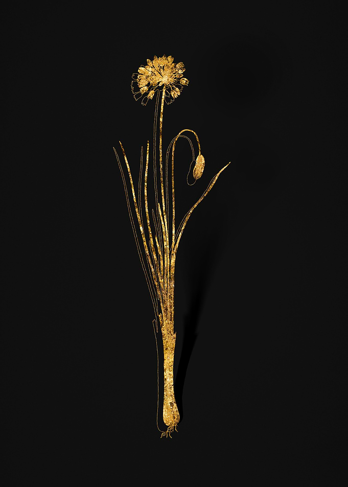 Gold Flora on Black