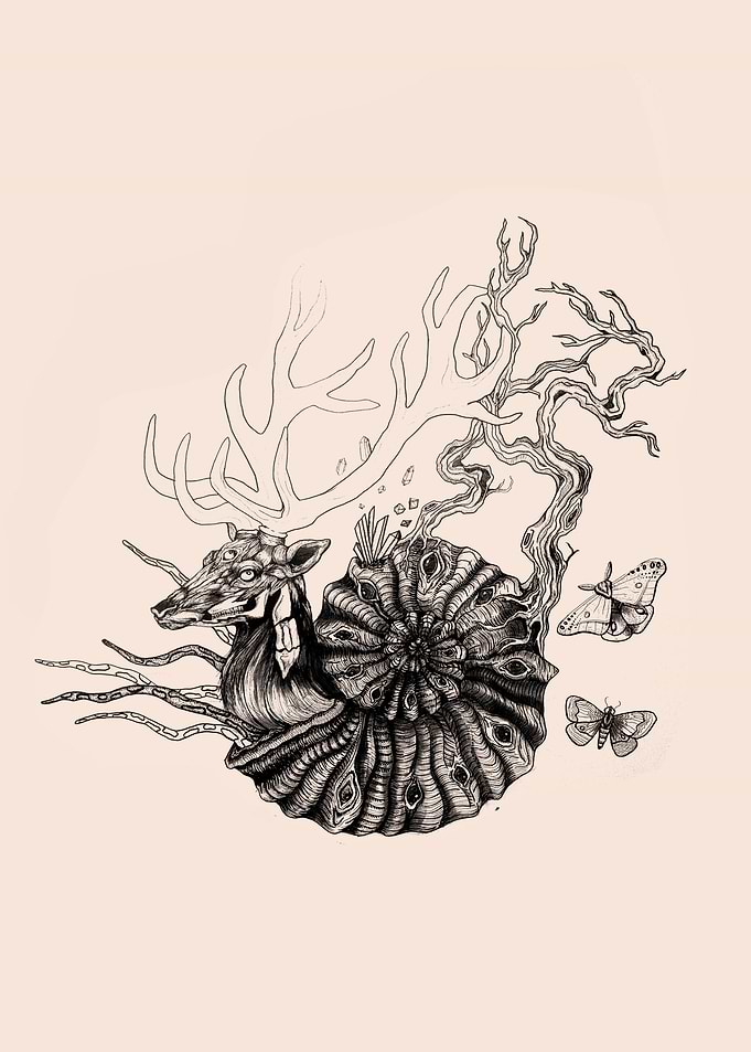 Ammonite and deer