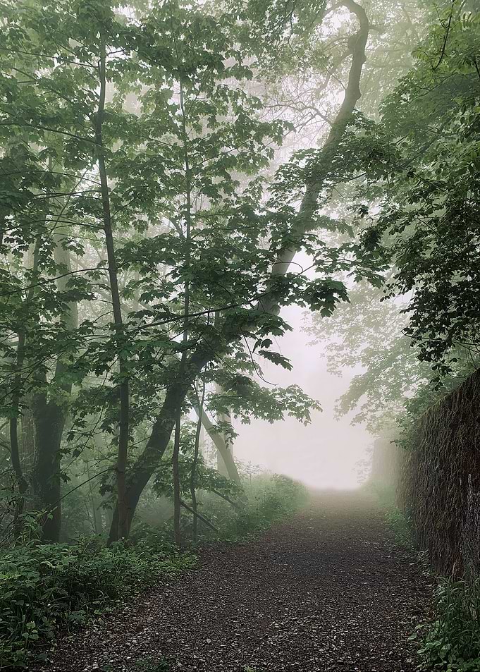 Forest Path Morning Mist 3