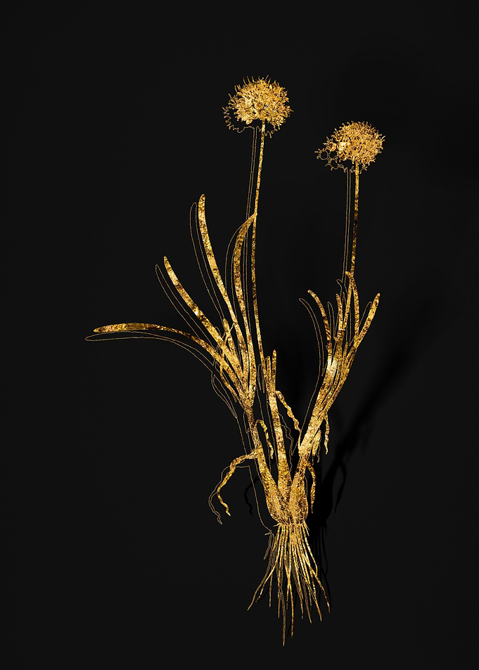 Gold Flora on Black