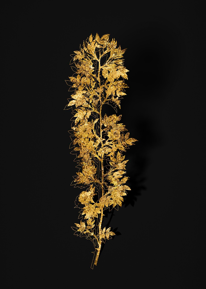 Gold Flora on Black