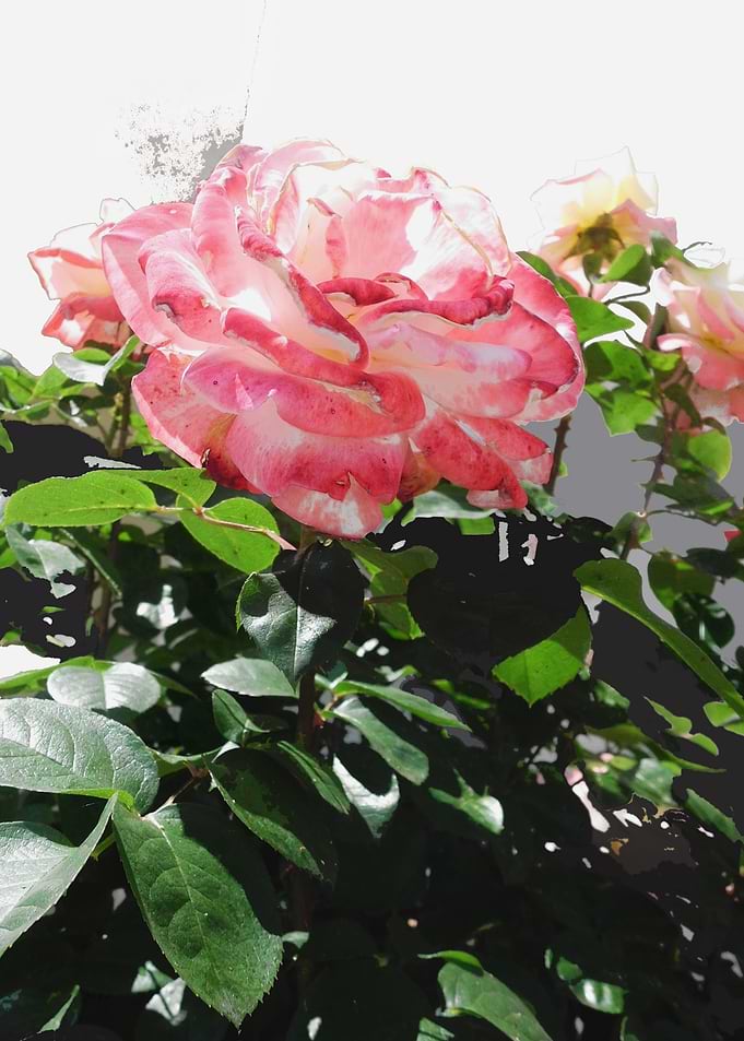Summer roses