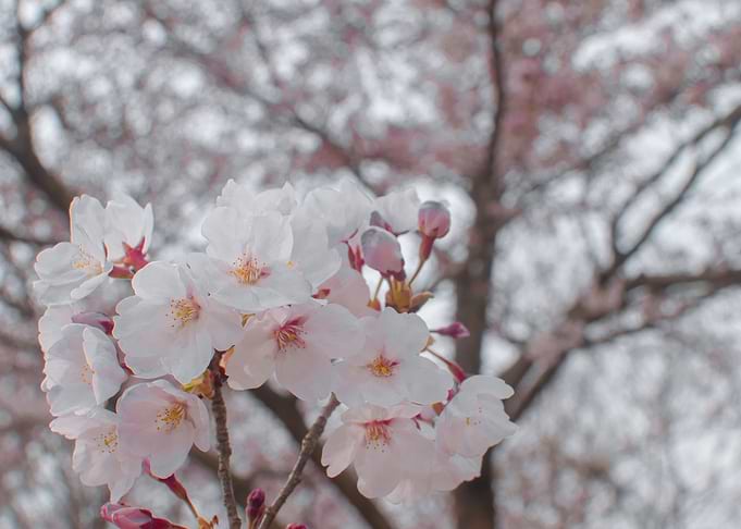 Sakura