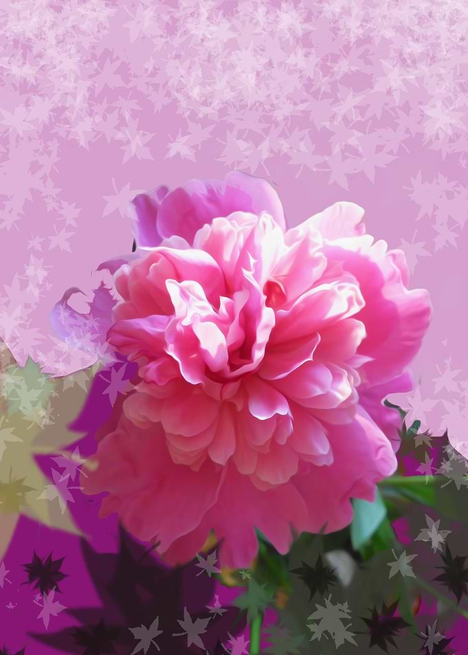Peony rain down