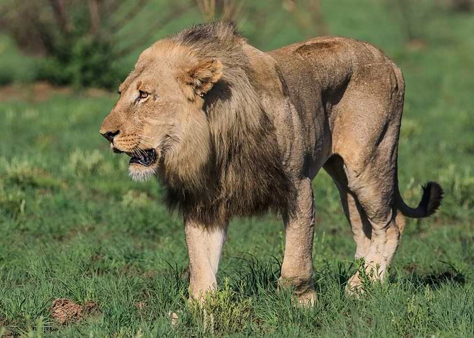 Male Lion