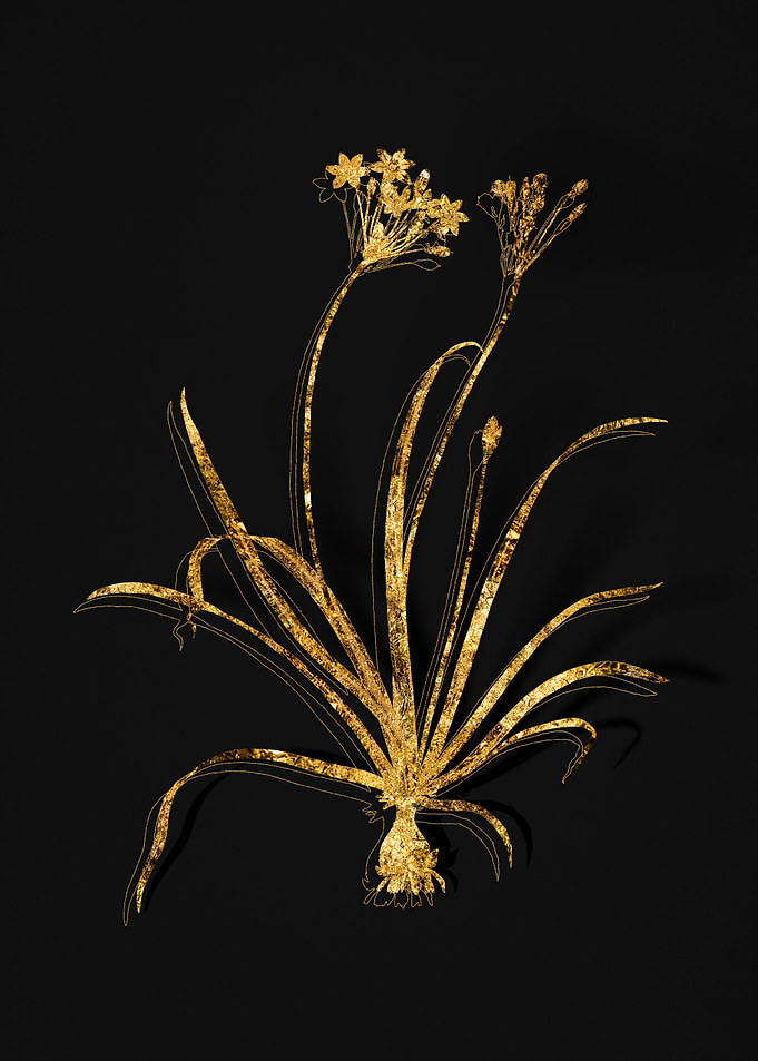 Gold Flora on Black