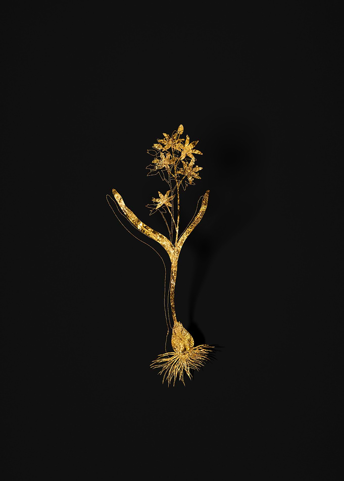 Gold Flora on Black