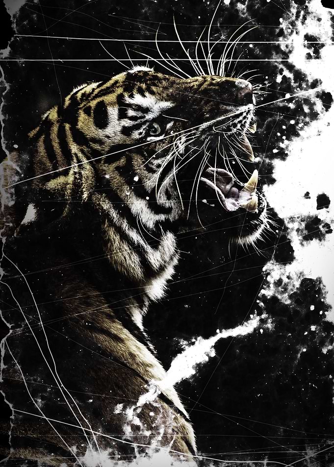 Faded tiger