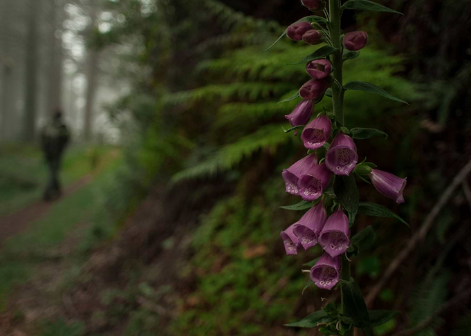 Bellflower