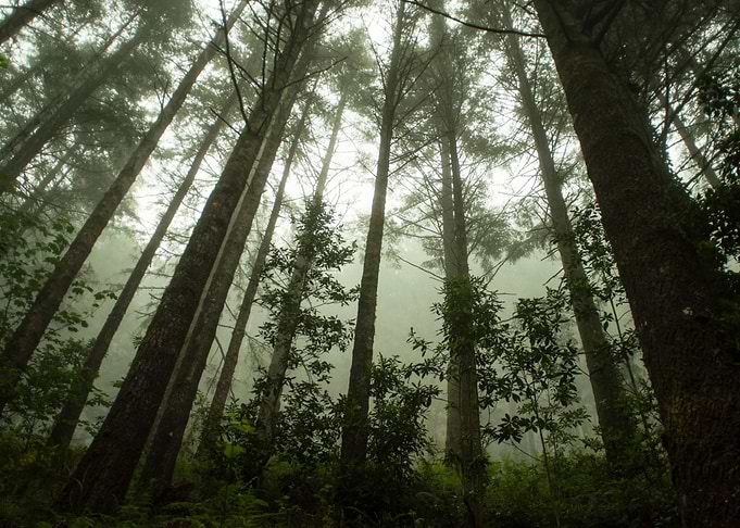 Divine Forest I