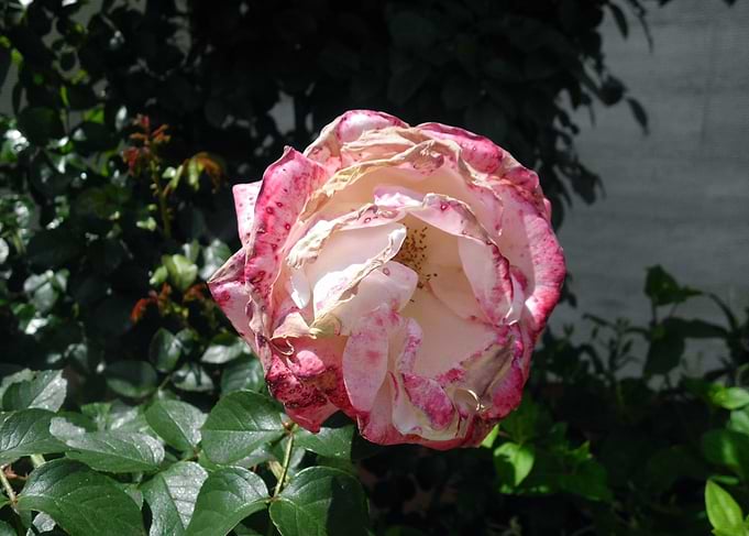Fading rose