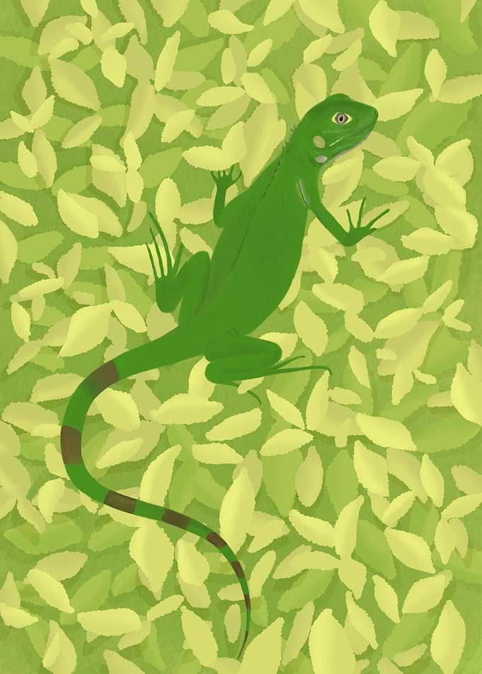 Iguana