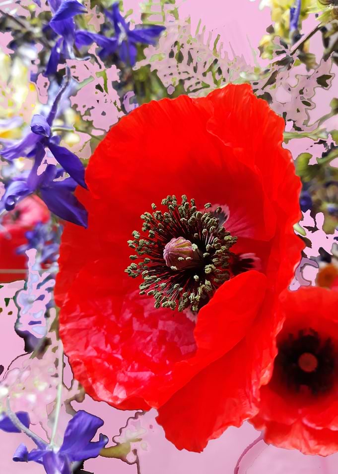 Poppy splash