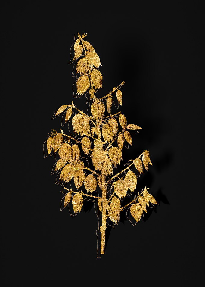 Gold Flora on Black