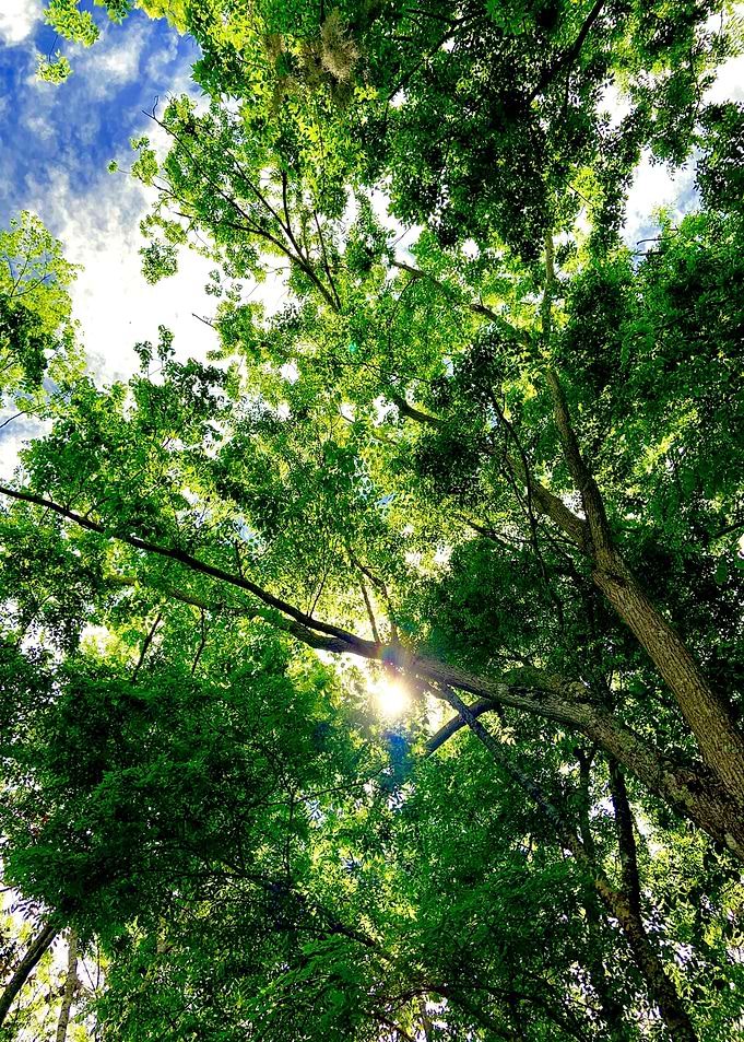 Canopy of Hope