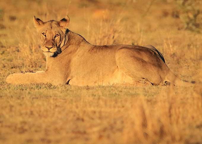 Lion in sunset