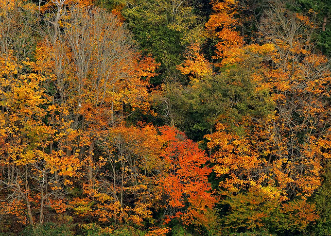 English Bluff in Autumn