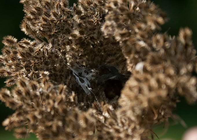 Dead Flower