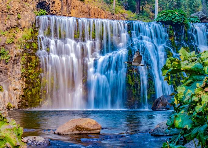 Goose and waterfall